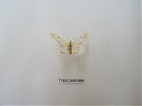 藏品(擬姬白望燈蛾)的圖片